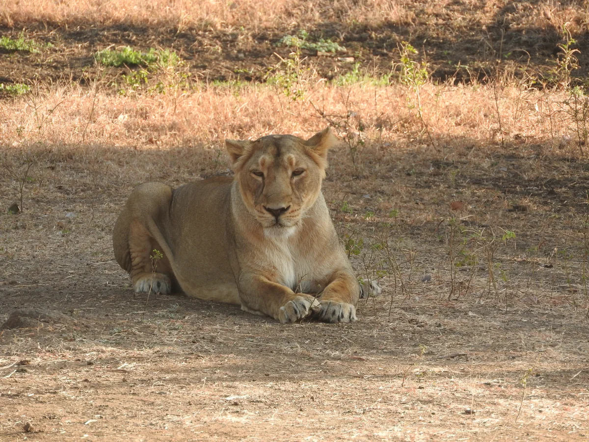 Alert Asiatic lioness resting in open grassland savanna in Gir Wildlife Sanctuary