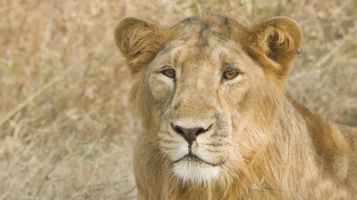Wild male Asiatic lion with thick mane stalking through dry deciduous teak forest in Gir