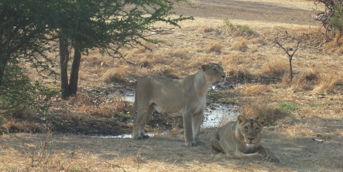 Asiatic lion pride family group resting peacefully under forest shade in Gir