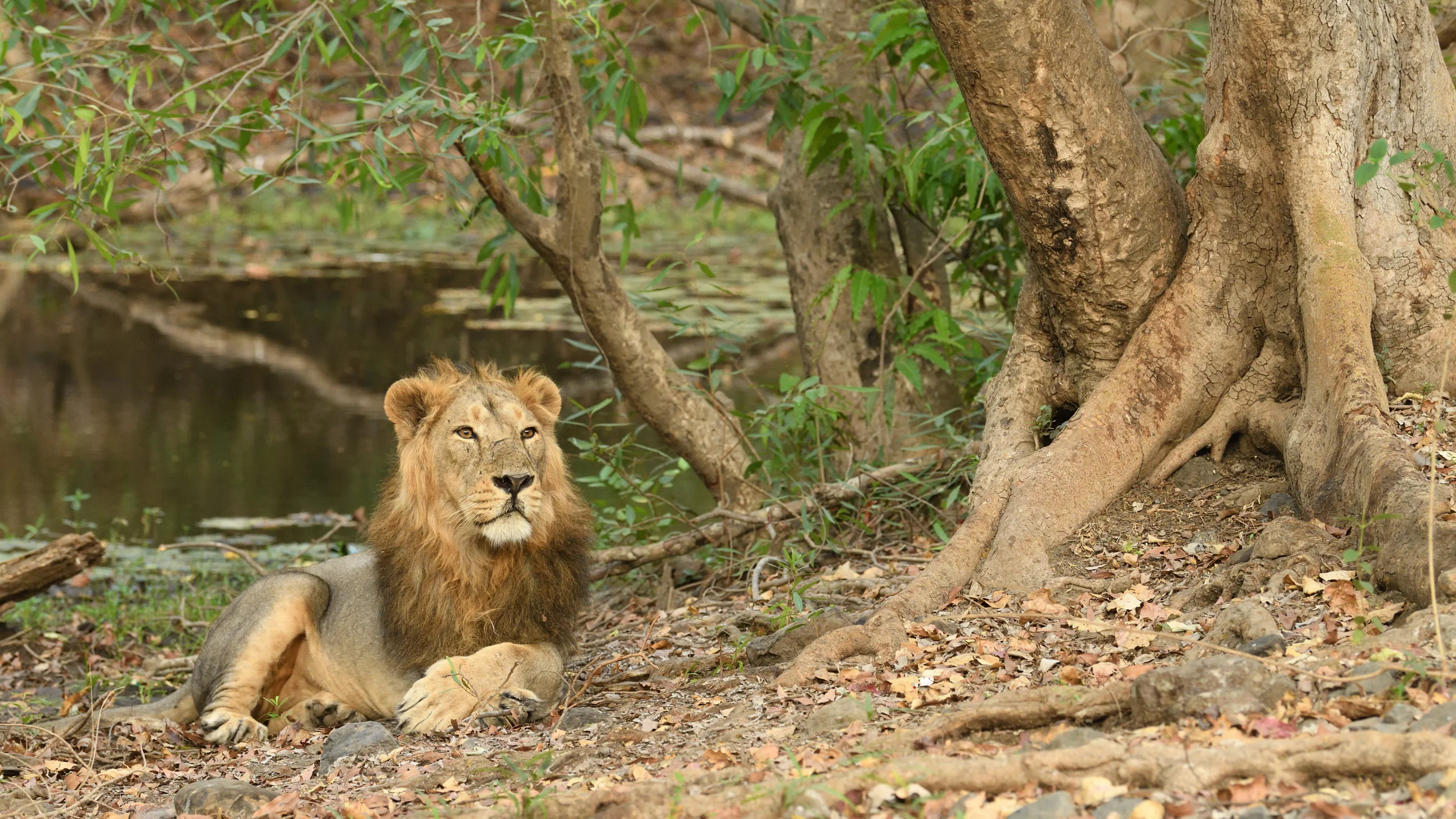 Male Asiatic lion resting in shade near a natural forest stream bed in Gir Sanctuary