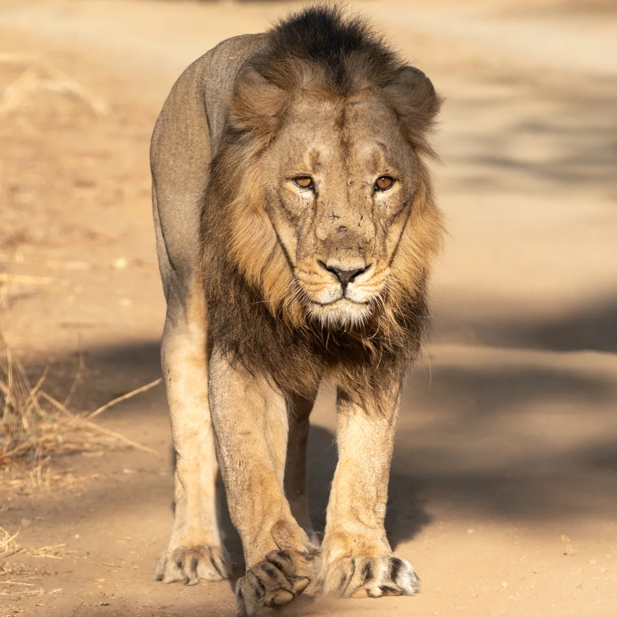 Royal stride of an adult Asiatic lion along forest safari track in Sasan Gir