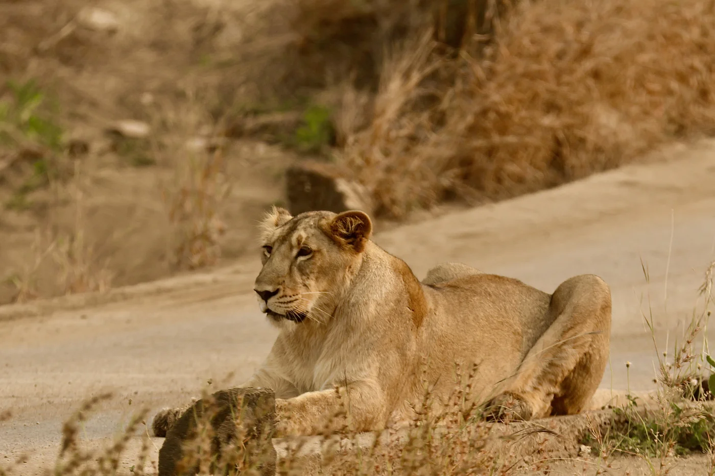 Asiatic Lioness lying peacefully on forest track in Gir National Park