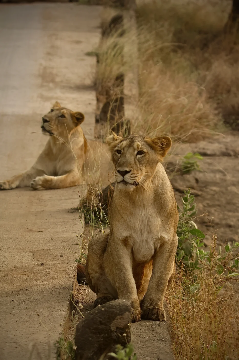 Asiatic Lionesses resting along concrete safari causeway bridge in Sasan Gir