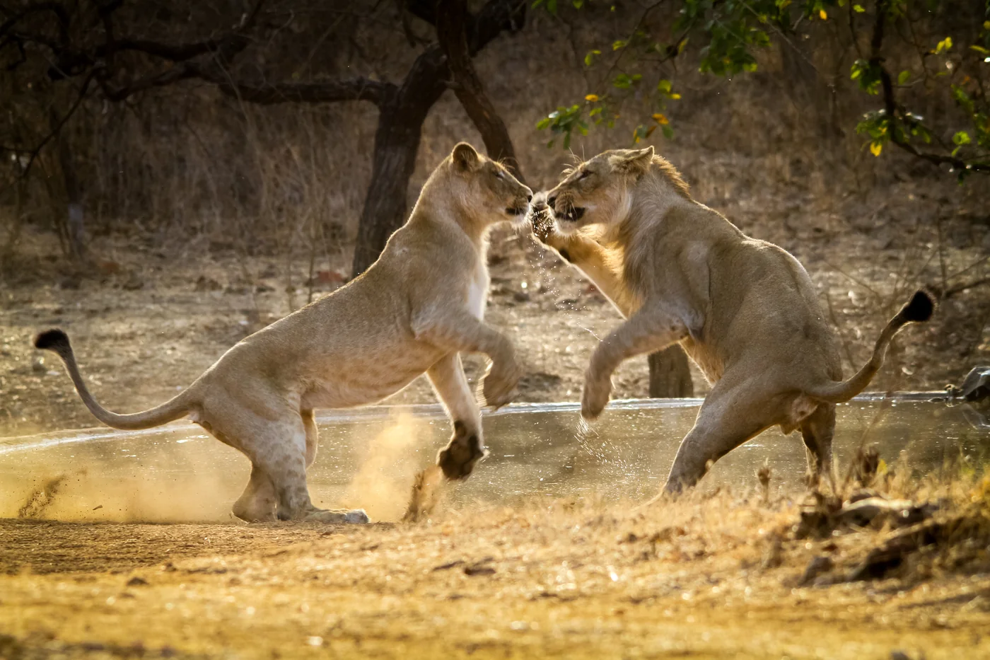 Two young Asiatic Lions sparring on hind legs near forest waterhole during golden hour in Gir National Park