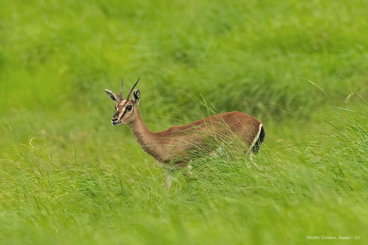 Graceful Indian Gazelle (Chinkara) standing in green clearing at Sasan Gir Sanctuary
