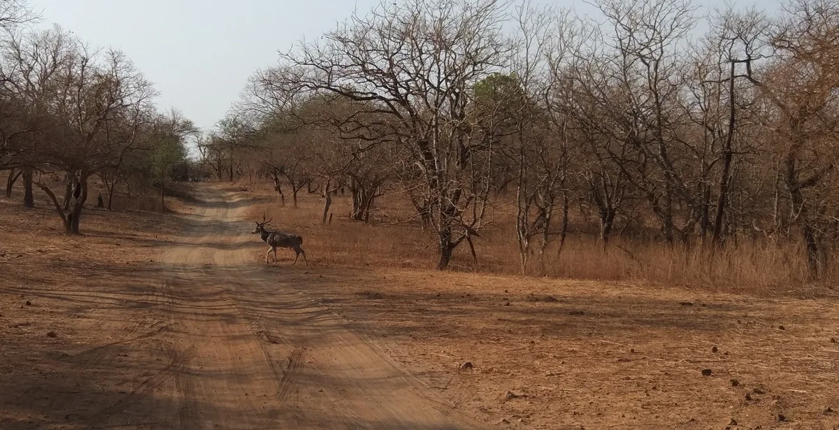 Spotted Deer (Chital) herd grazing in open teak woodland clearing at Gir National Park