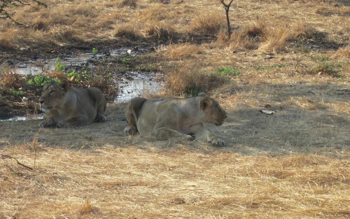 Dense green teak forest canopy and wilderness landscape inside Gir Sanctuary