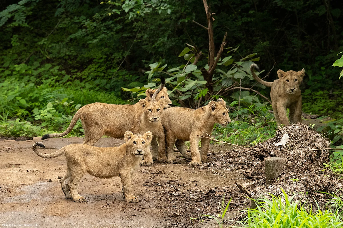 Litter of five curious Asiatic lion cubs walking across forest dirt path in Gir Sanctuary