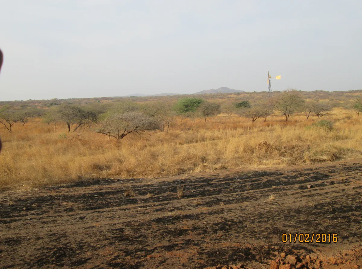 Panoramic view of golden savanna grasslands and rocky hills in Gir National Park