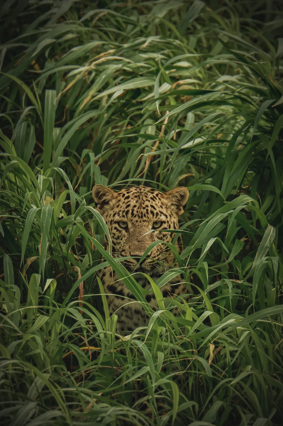Indian Leopard head camouflaged among dense green forest thicket in Sasan Gir