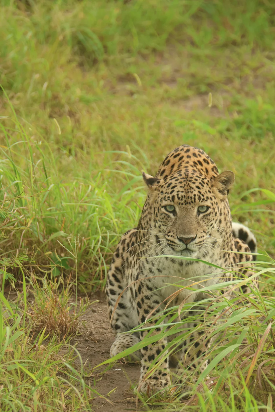 Wild Indian Leopard crouching alertly in tall green grass in Gir National Park