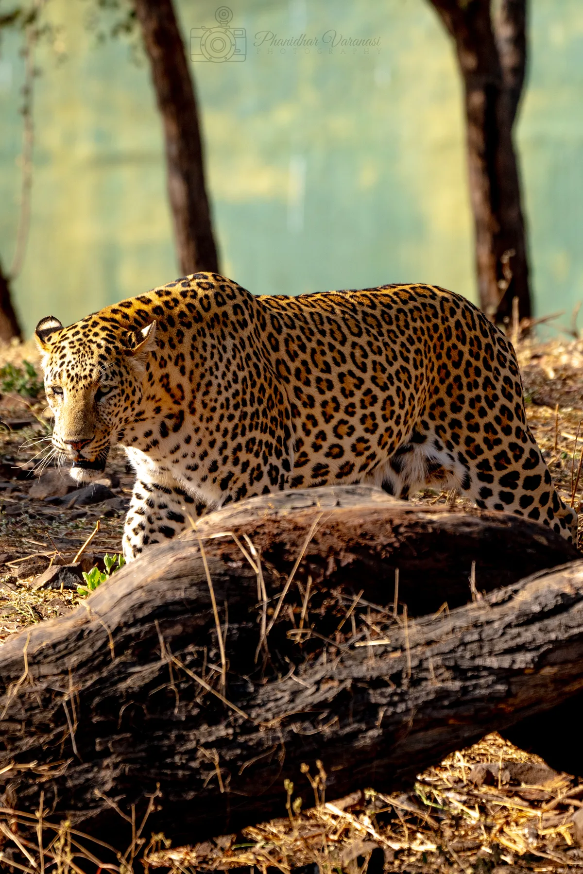 Wild Indian leopard perched high on teak tree branch inside Gir Sanctuary
