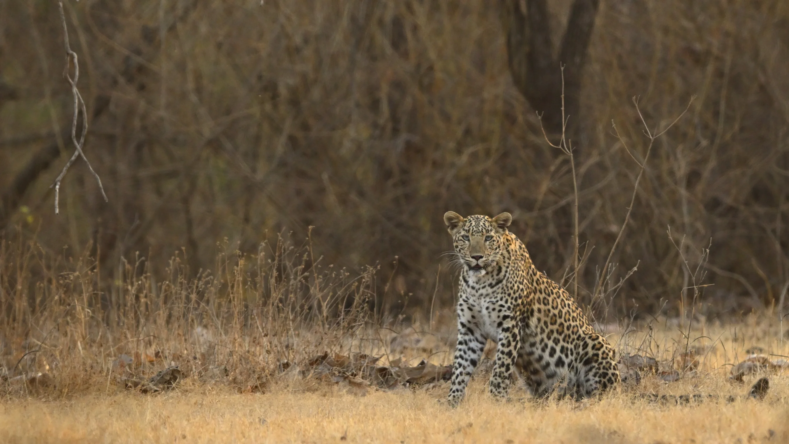 Camouflaged Indian leopard sitting alert in dry grass at Gir National Park