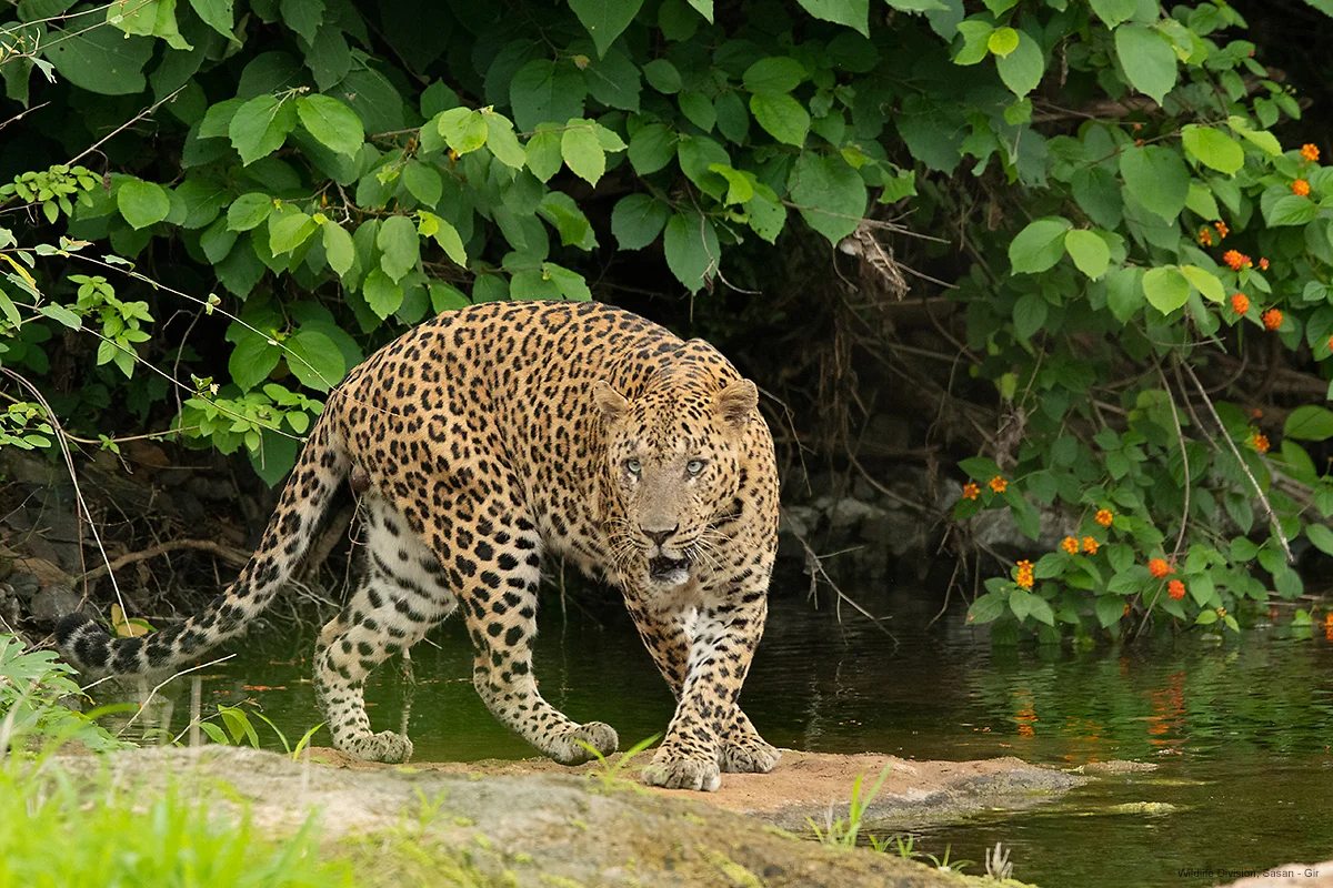 Adult Indian leopard walking along riverine habitat next to forest stream in Sasan Gir