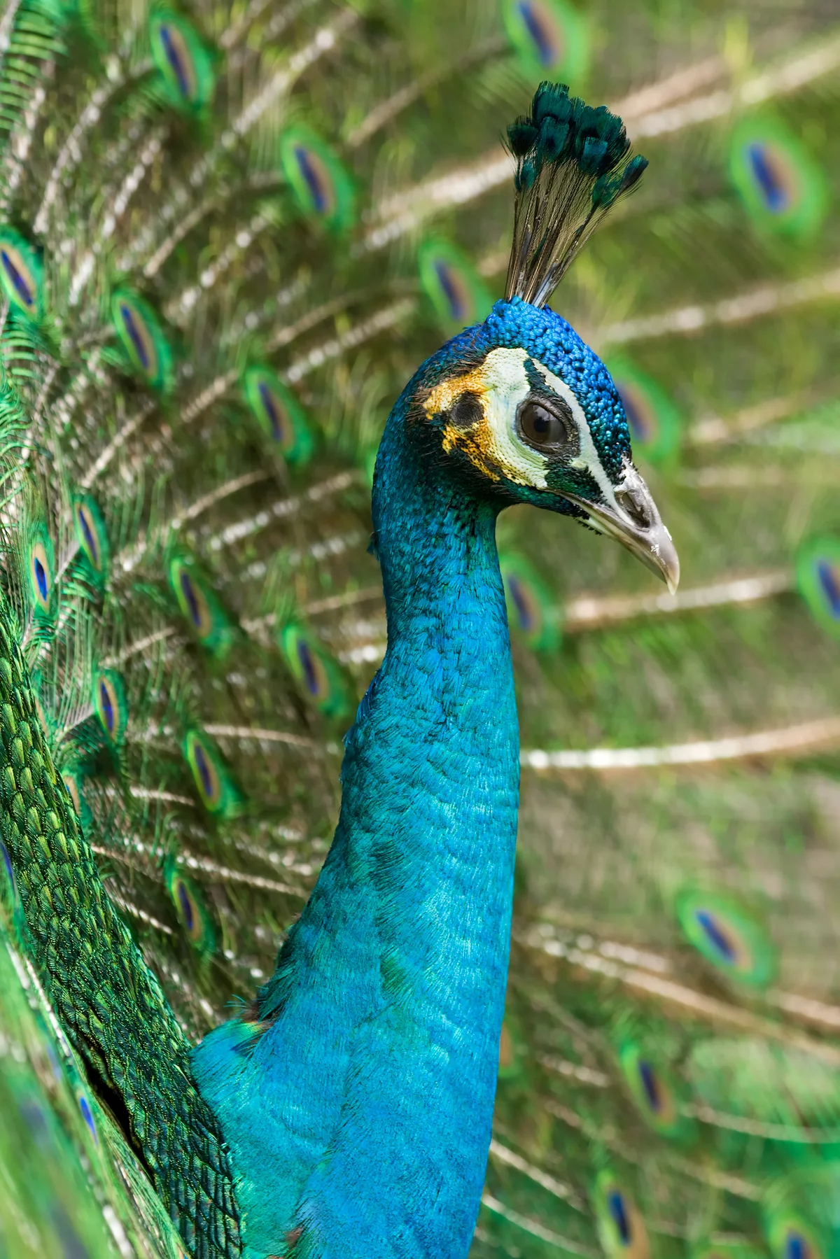 Indian Peafowl (Peacock) displaying colorful iridescent plumage in Gir Forest