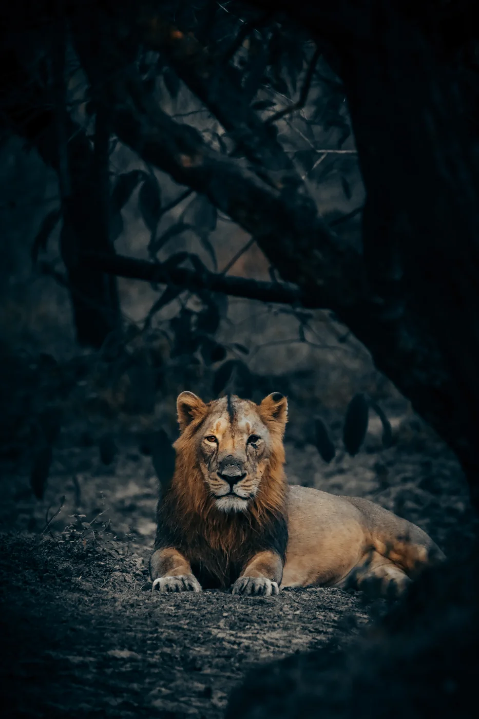Majestic male Asiatic Lion with dark golden mane resting under teak tree shade in Gir National Park