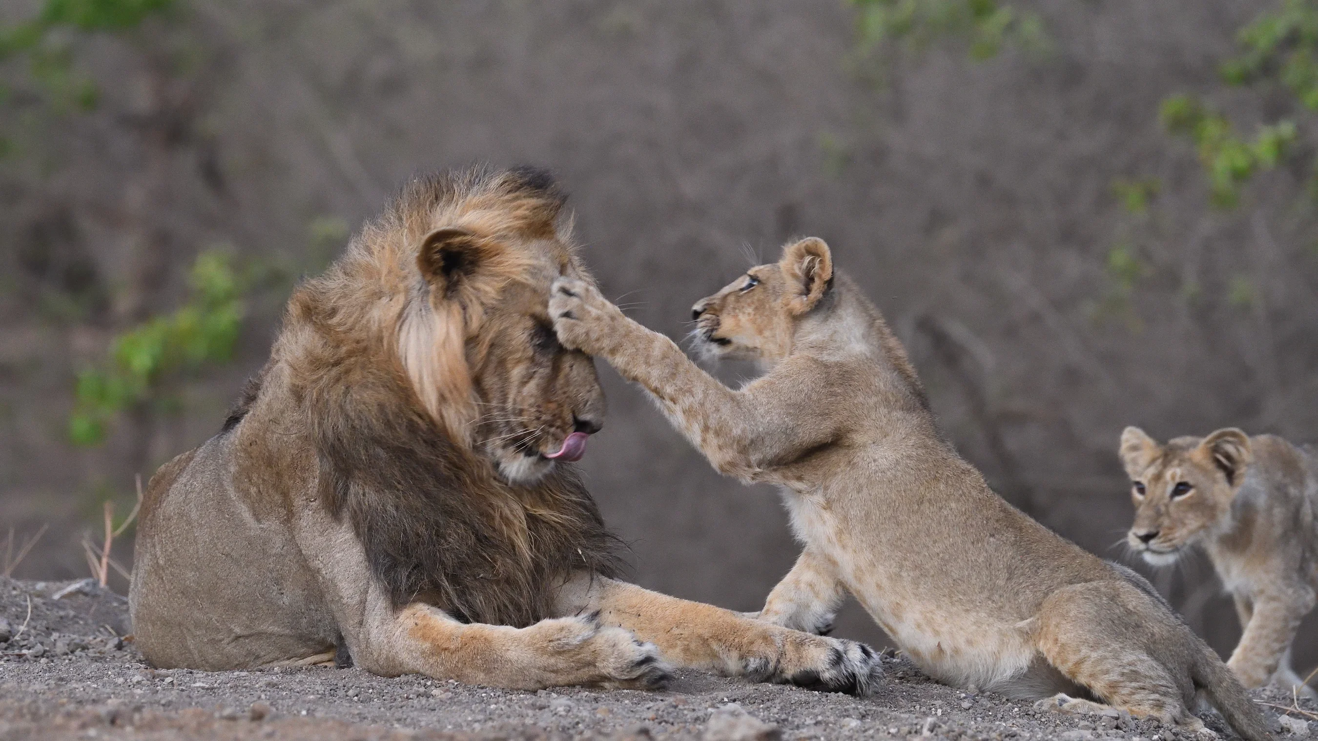 Adult male Asiatic Lion playing gently with young cub in Sasan Gir Sanctuary