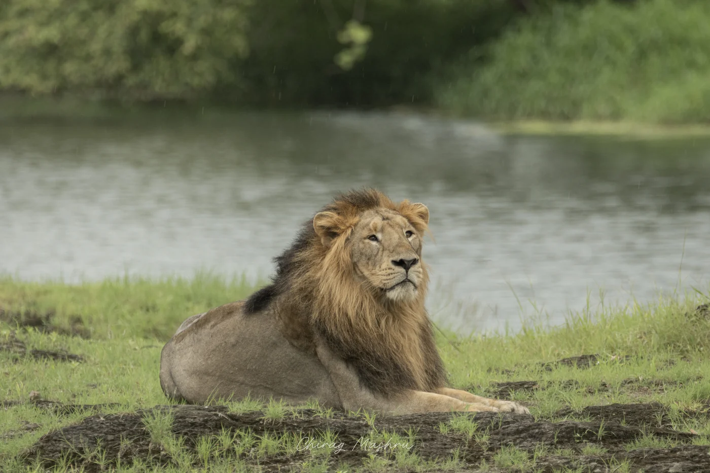 Magnificent male Asiatic Lion resting peacefully on grassy riverbank in Sasan Gir