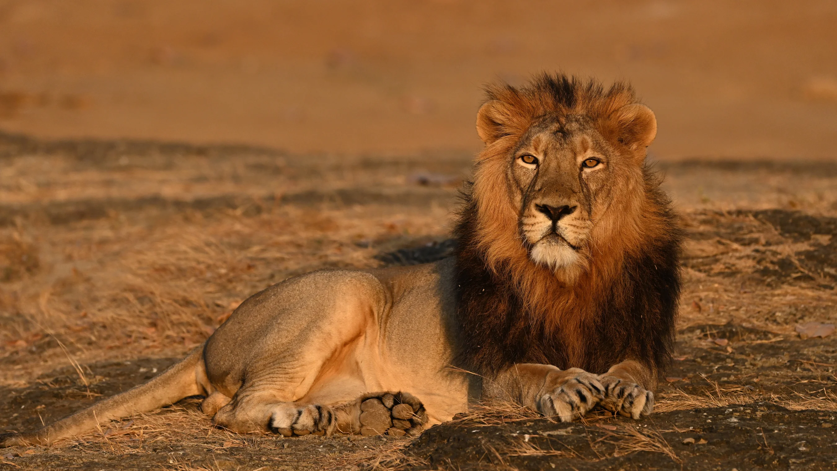 Majestic wild male Asiatic Lion resting on rocky terrain during golden hour in Gir National Park