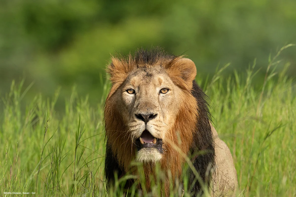 Close-up portrait gaze of mature male Asiatic lion peering over lush green grass in Sasan Gir