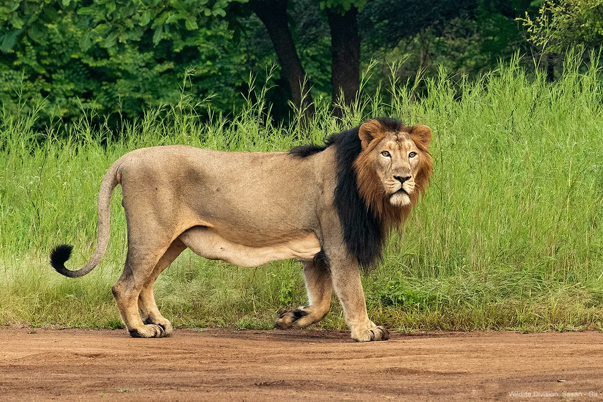 Side profile of adult male Asiatic lion walking along designated safari route in Gir Forest