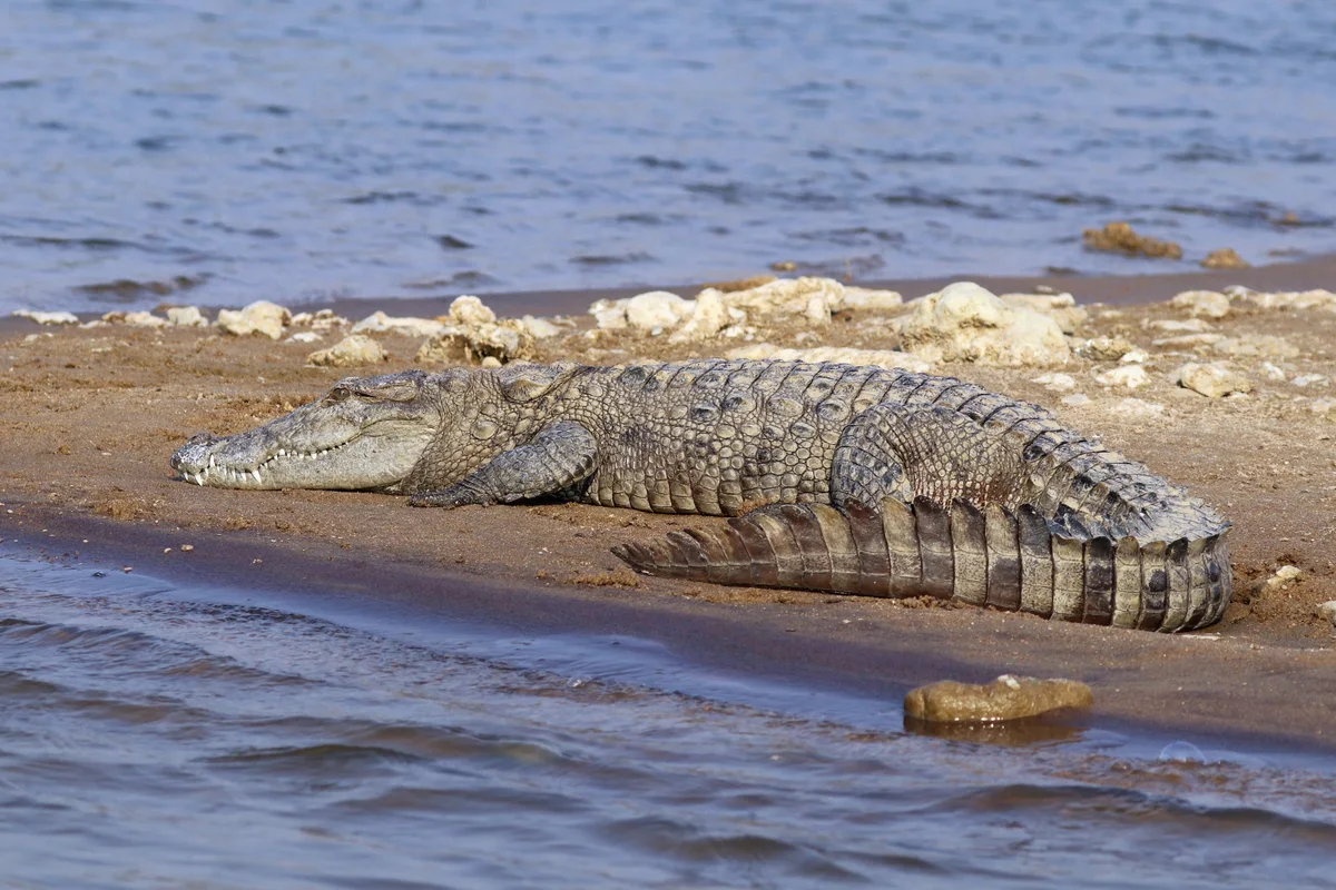 Marsh Mugger Crocodile basking on rocky banks near Kamleshwar Dam reservoir in Gir