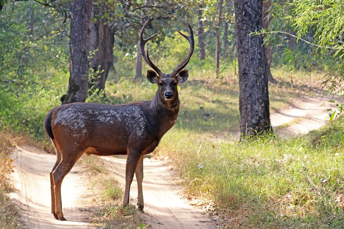 Male Sambar deer with magnificent antlers in dry deciduous Gir forest