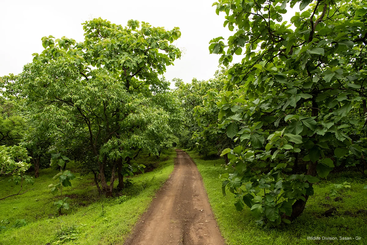 Open 4x4 Gypsy safari dirt road winding through teak trees in Gir National Park