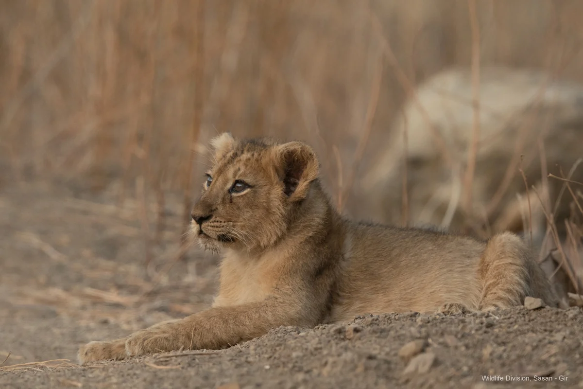 Small wild Asiatic lion cub resting on dry forest earth in Gir National Park