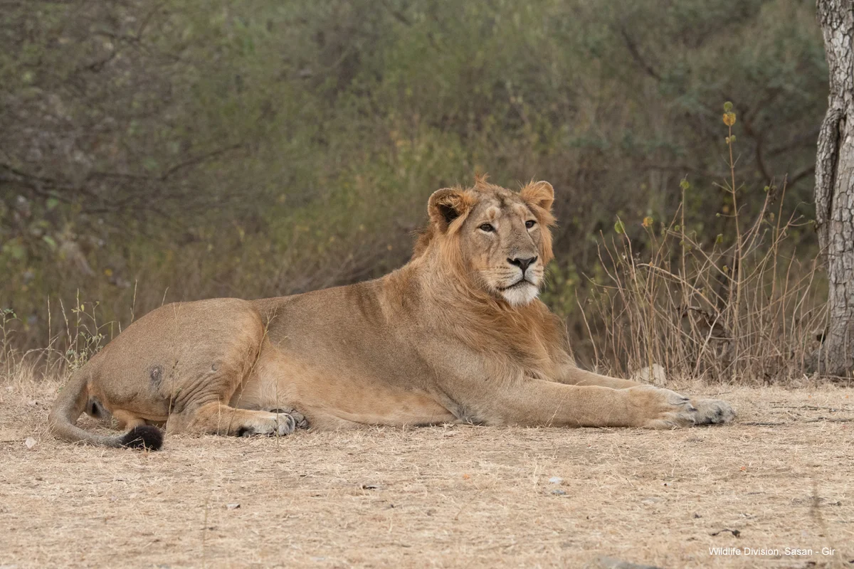 Sub-adult male Asiatic lion lying peacefully on forest dirt trail during morning safari in Gir