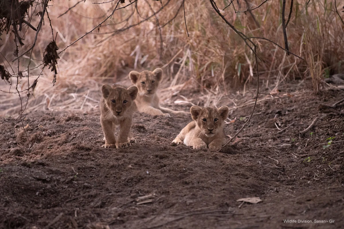 Three wild Asiatic lion cubs sheltered under protective forest brush in Sasan Gir