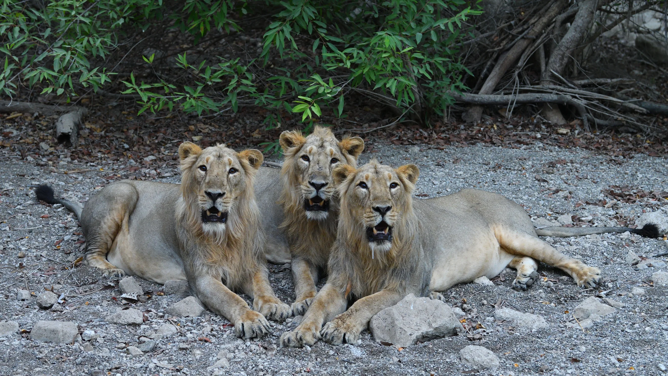 Trio of young Asiatic lions alert on granite boulders in Sasan Gir National Park