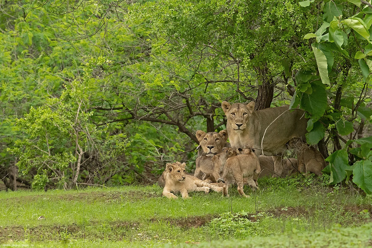 Two adult Asiatic lionesses resting under dense teak tree canopy with small cubs in Sasan Gir