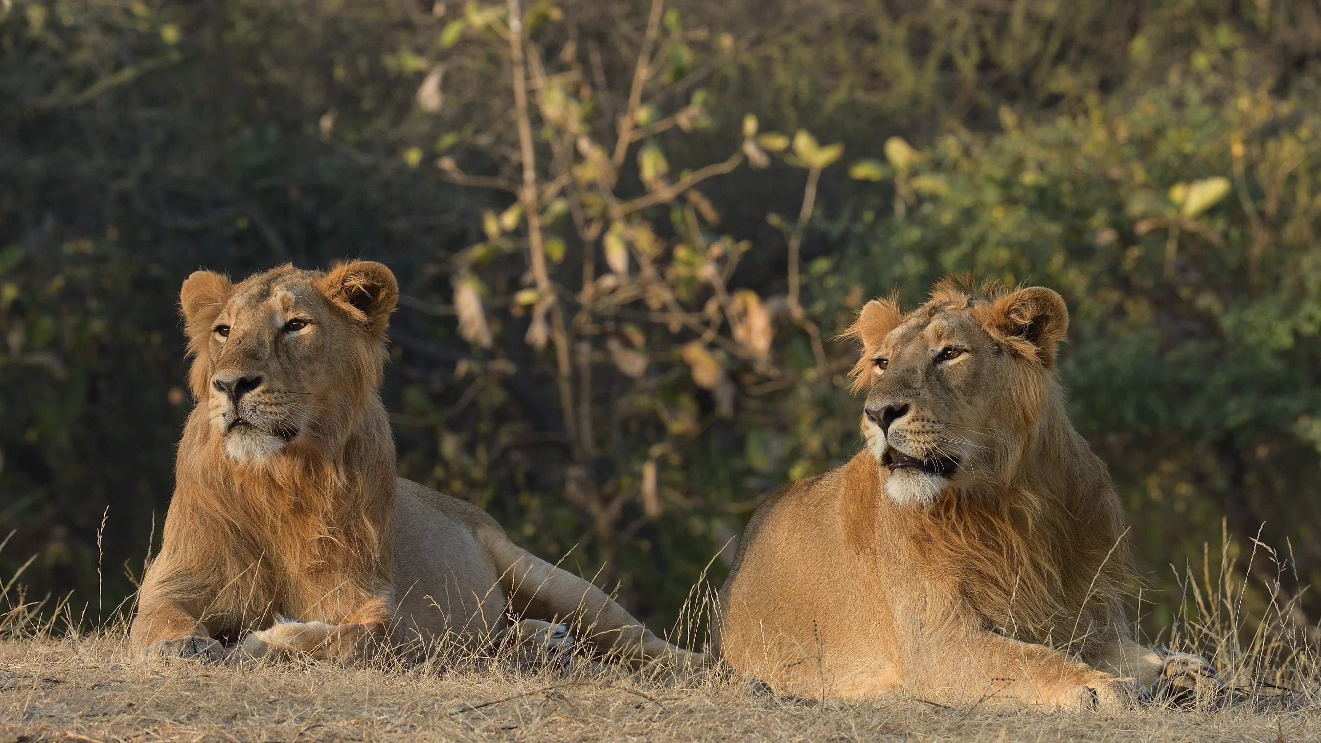Two young male Asiatic lions resting side-by-side on dry savanna grass in Gir Forest