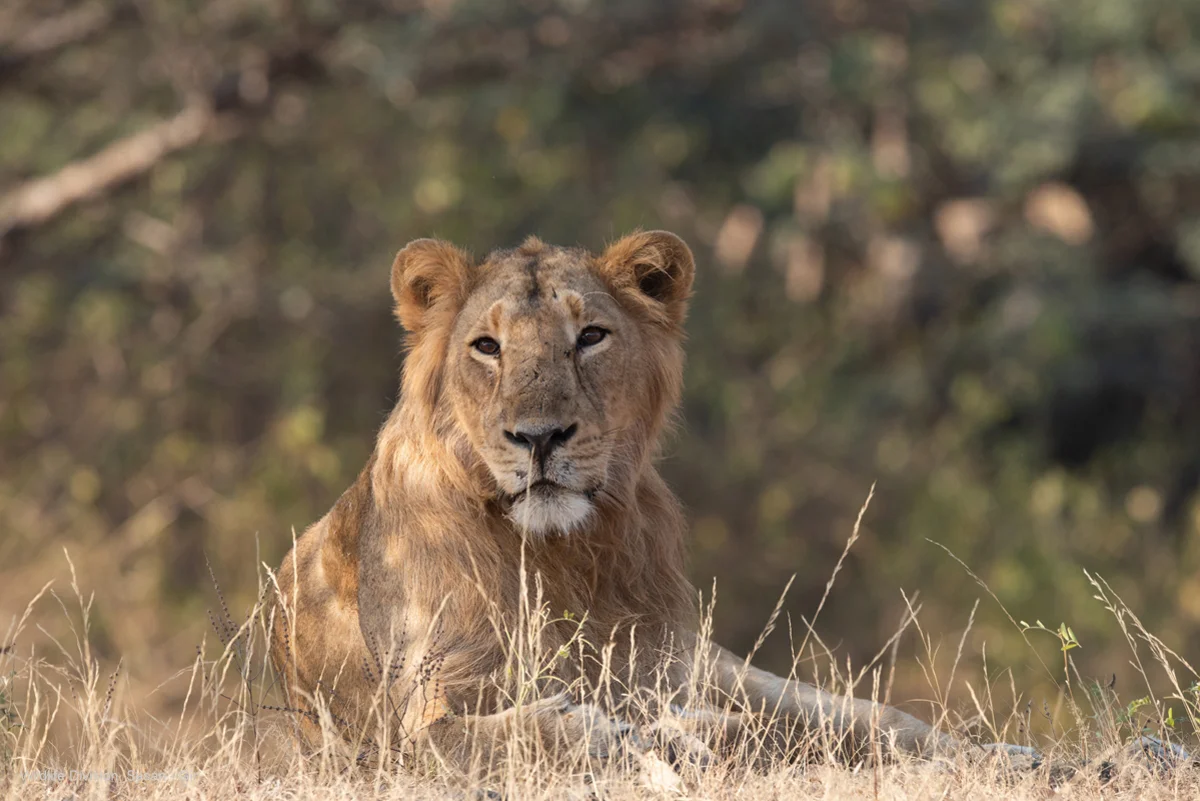 Alert sub-adult male Asiatic lion stalking through tall dry deciduous grass in Gir