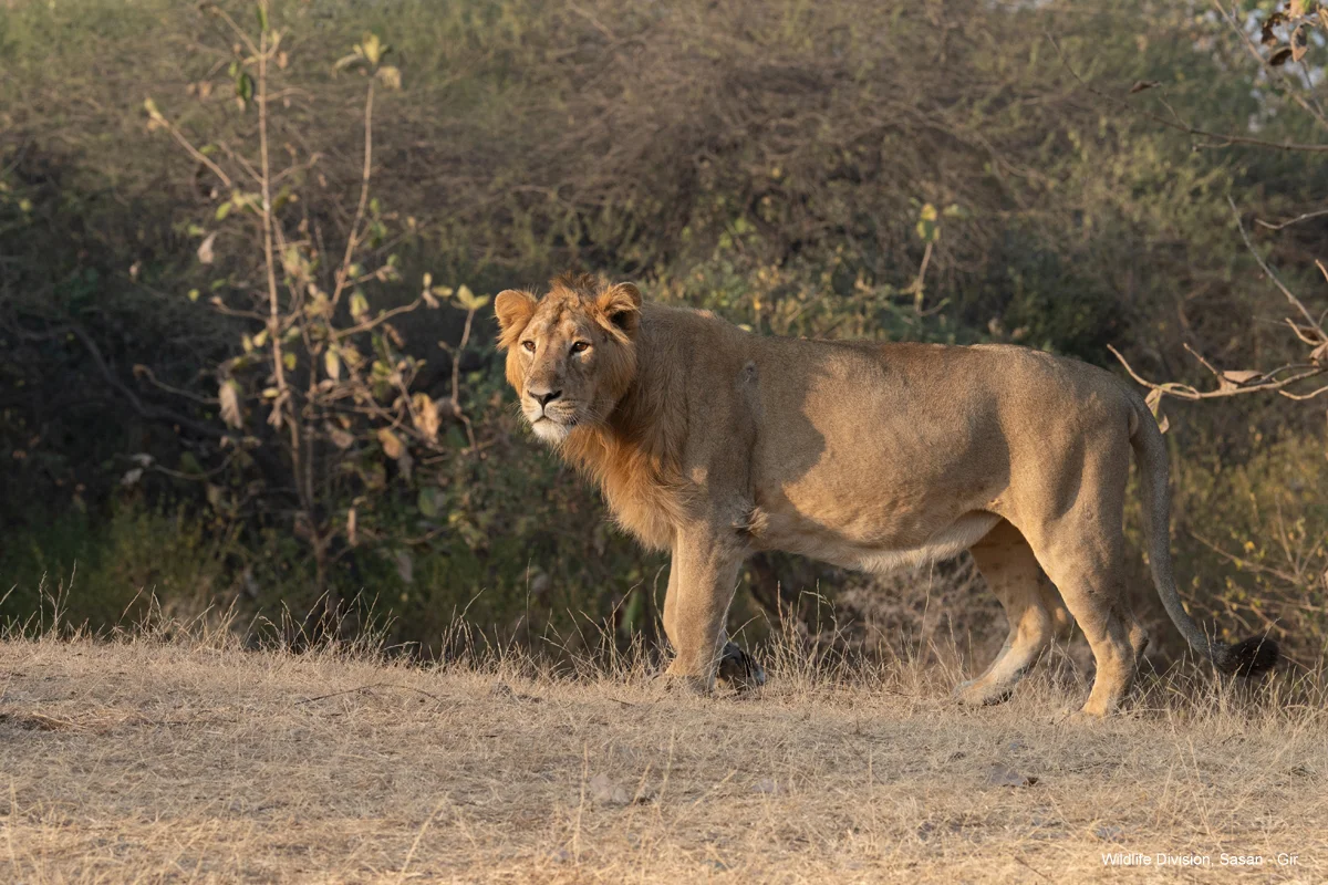 Young male Asiatic lion surveying territory from an elevated grassy ridge in Gir National Park